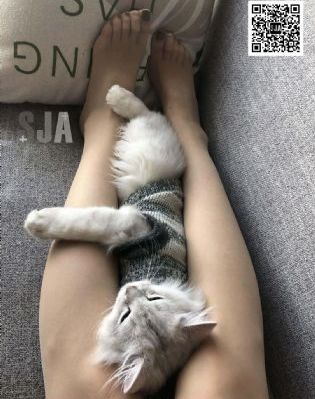 咒术回战中文版